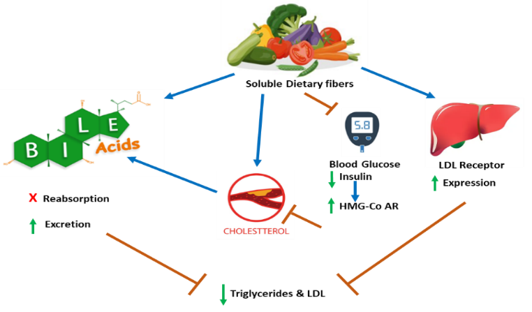CPDF Development Process