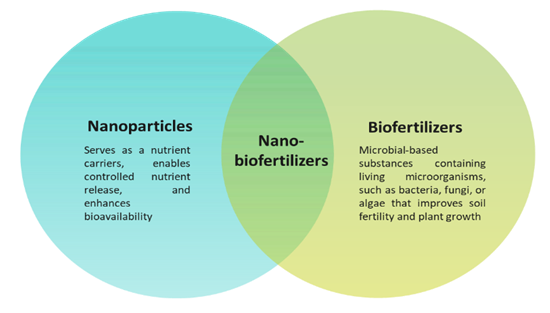 Figure 3. Nano-biofertilizers