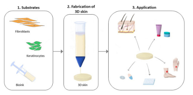 Figure 2: Process of Biofabrication